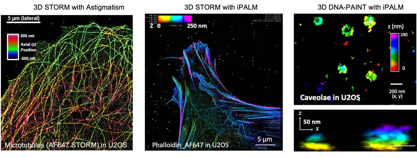 Figure 4. 3D-SRM imaging of cellular structures. Left, 3D-STORM image of microtubules in U2OS cells based on astigmatism. Middle, 3D-STORM image of actin filaments in U2OS cells taken with iPALM. Right, 3D DNA-PAINT image of caveolae in U2OS cells taken on an iPALM.