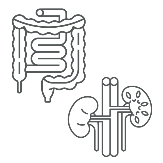 simple drawing of kidneys and intestine