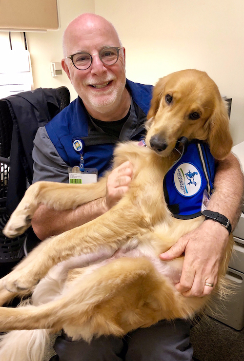 Davis, one of 博彩网站 Doernbecher Children's Hospital's facility therapy dogs is held by Dr. Dana Braner on his lap.