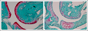 Color slide of cells