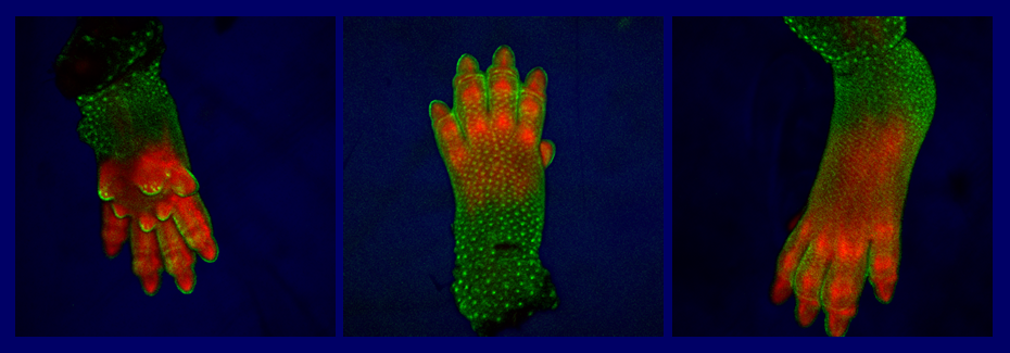 Images showing in utero animal limb development