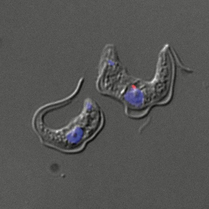 Bloodstrem form African trypanosomes