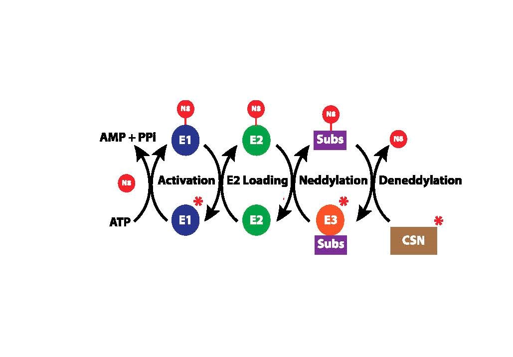 Neddylation pathway