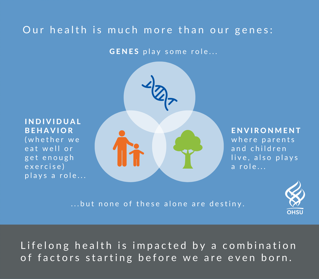a graphic that depicts an aspect of the DOHaD science