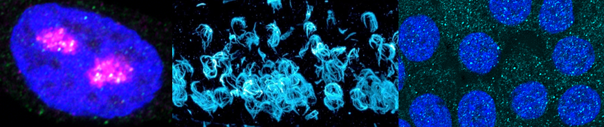 A collage of high-resolution fluorescent images