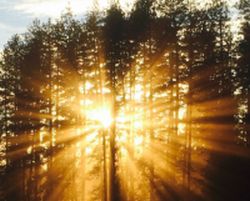 Sunrise shining through a wall of tall evergreen trees with clouds visible above the trees.