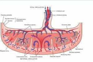 drawing of a placenta