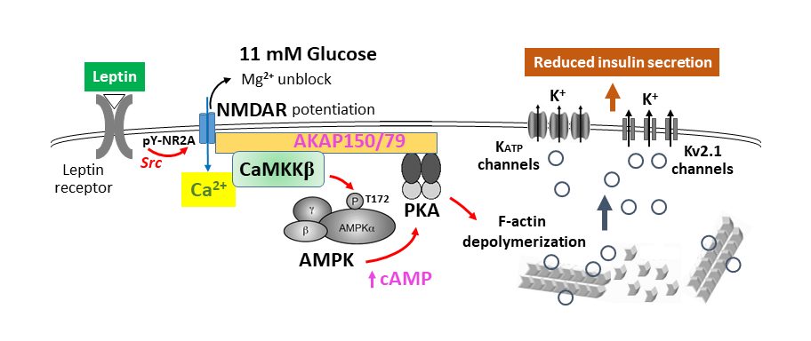 Diagram of signaling mechanisms governing insulin secretion in pancreatic β-cells