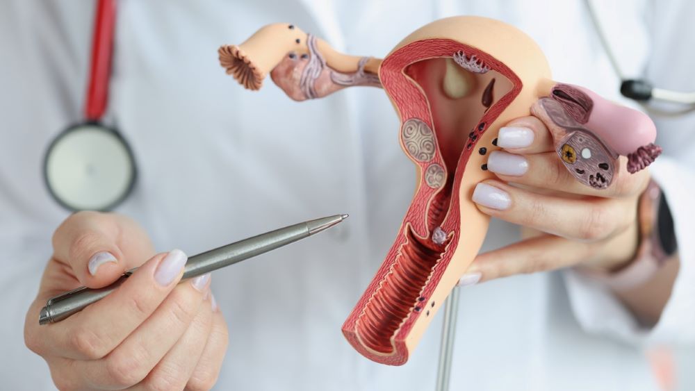 A doctor points at an anatomical model of the female reproductive system.