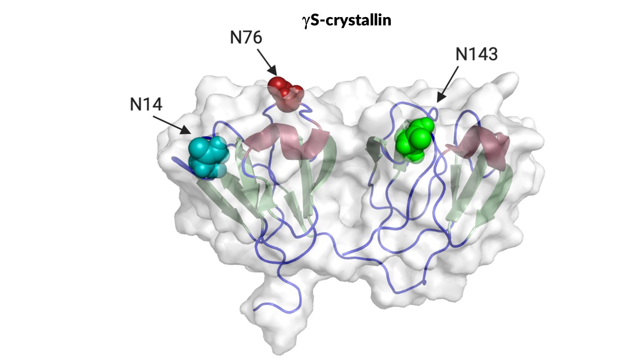 drawing of Surface deamidations at labile asparagines, N14, N76, and N143, on the eye lens protein, gS-crystallin, are associated with insolubility in aged and brunescent human lenses