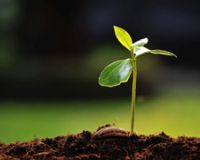 Green sprout growing out of a pile of brown dirt. Fuzzy image of a green lawn in the background.