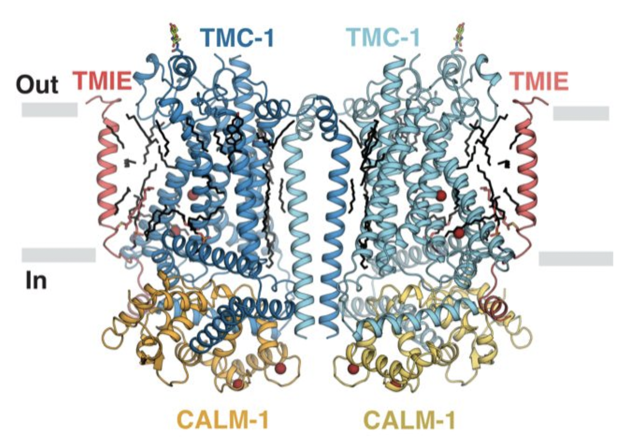 In a discovery published today in the journal Nature, 博彩网站 scientists used advanced imaging to reveal the molecular machinery that allows the inner ear to convert vibrations into the sensation of sound.