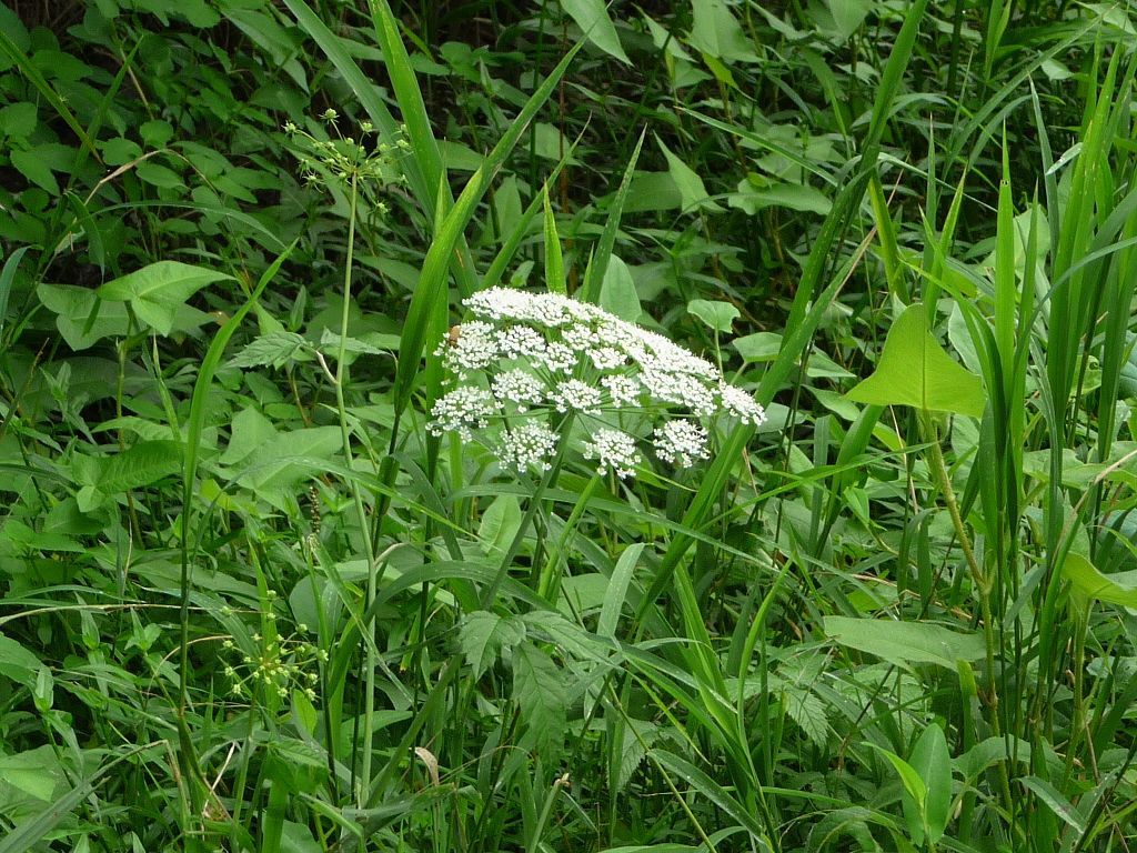 Poison hemlock grows in a field