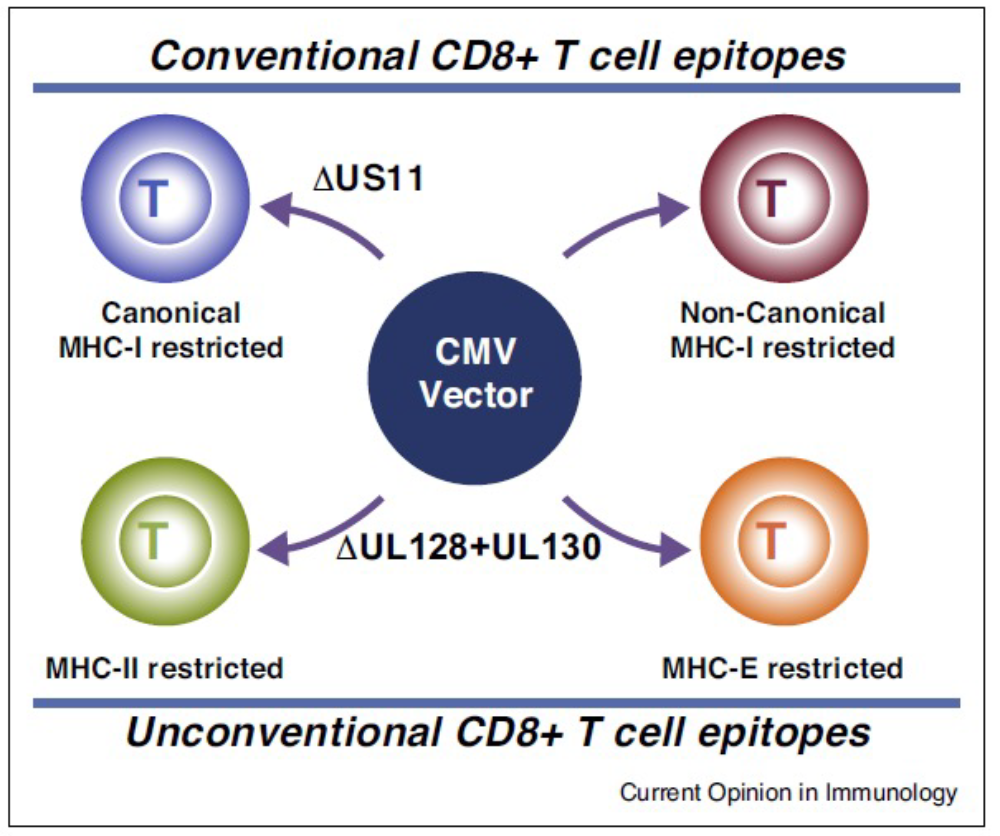 Figure legend: The figure shows an overview of the different types of CD8-positive T cells that can be elicited in response to recombinant rhesus cytomegalovirus (RhCMV).