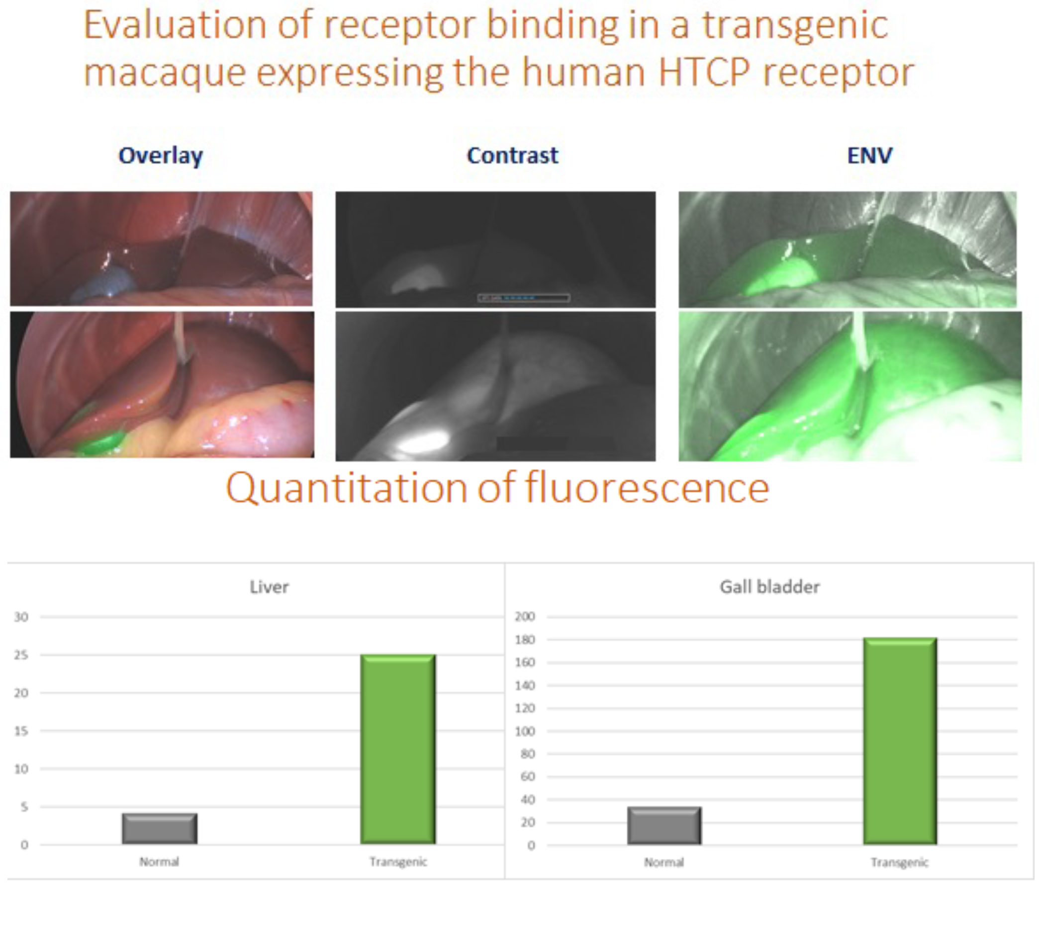 The use of ICG to determine the receptor distribution of a transgenic macaque expressing the NCTP receptor that is used by Hepatitis B to enter hepatocytes.