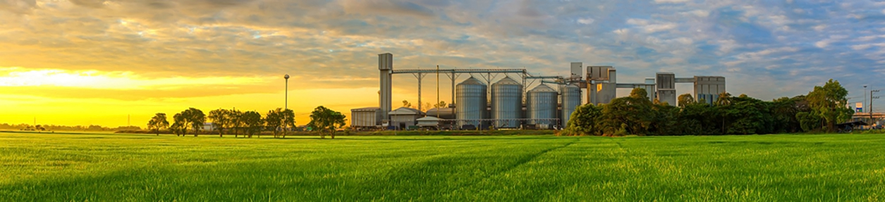 Agricultural Silos Building Exterior Storage and drying of grains wheat corn soy sunflower against the blue sky with rice fields