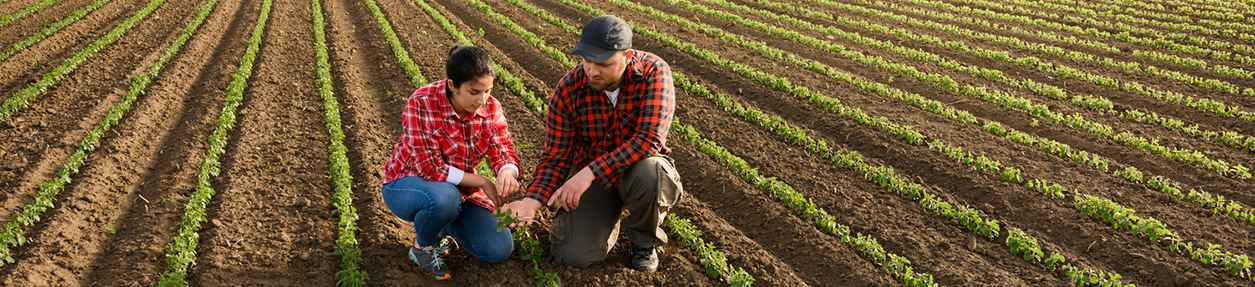 Young farmers examing planted young soy in spring