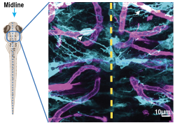 Astrocytes (cyan) and blood vessels (magenta) in larval zebrafish brain in vivo, showing astrocyte endfeet in overlapping (white) regions.