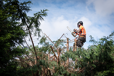 Tree surgeon hanging from ropes in the crown of a tree using a chainsaw to cut branches down.