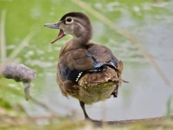 wood duck