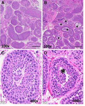 Histopathology of rhesus macaque testicular cells at 100x and 400x