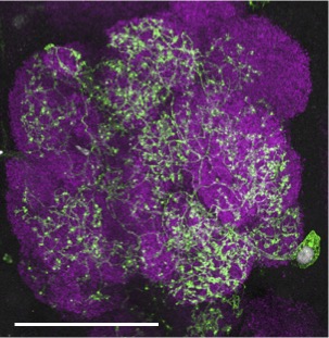 A single ensheathing glial cell (labeled with GFP using the MARCM strategy) extends projections throughout the antennal lobe of the adult Drosophila brain.
