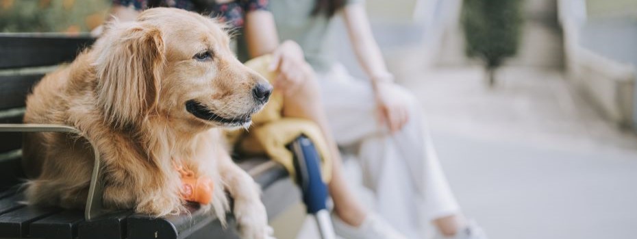 A service animal sits outdoors on a park bench with two people seated in the background.