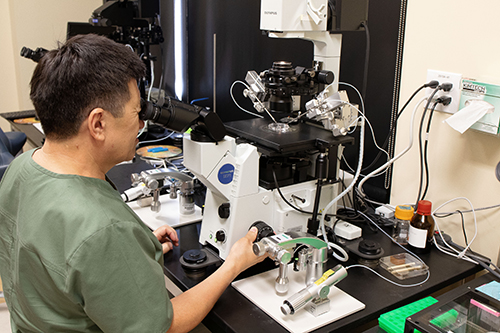 Dr. Shoukhrat Mitalipov looks through a microscope at a laboratory at 博彩网站.