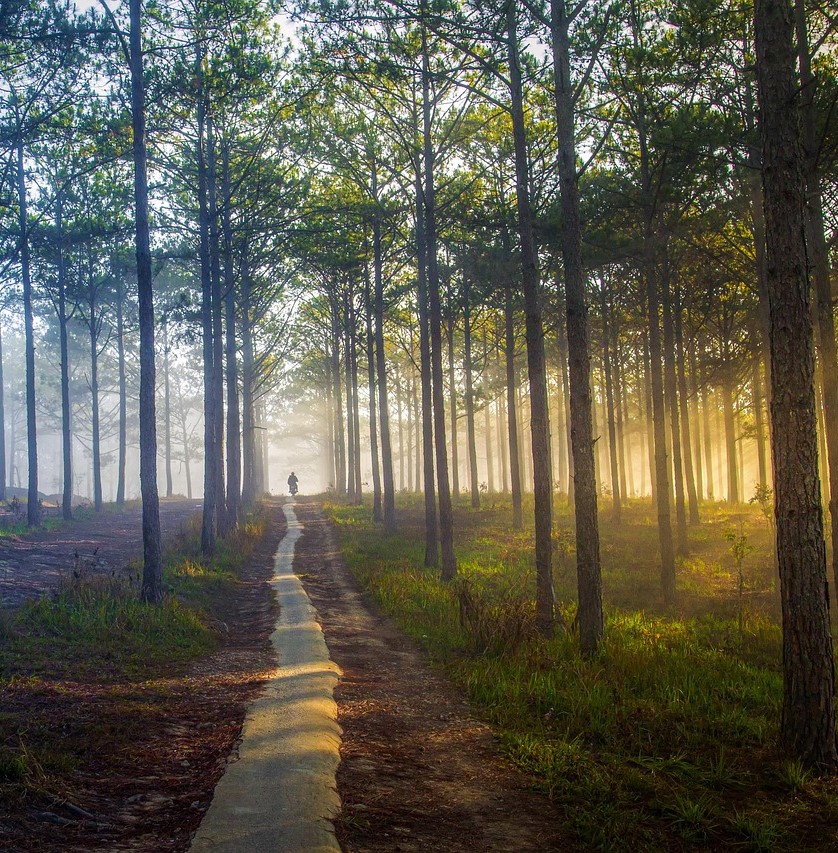 A path through the woods