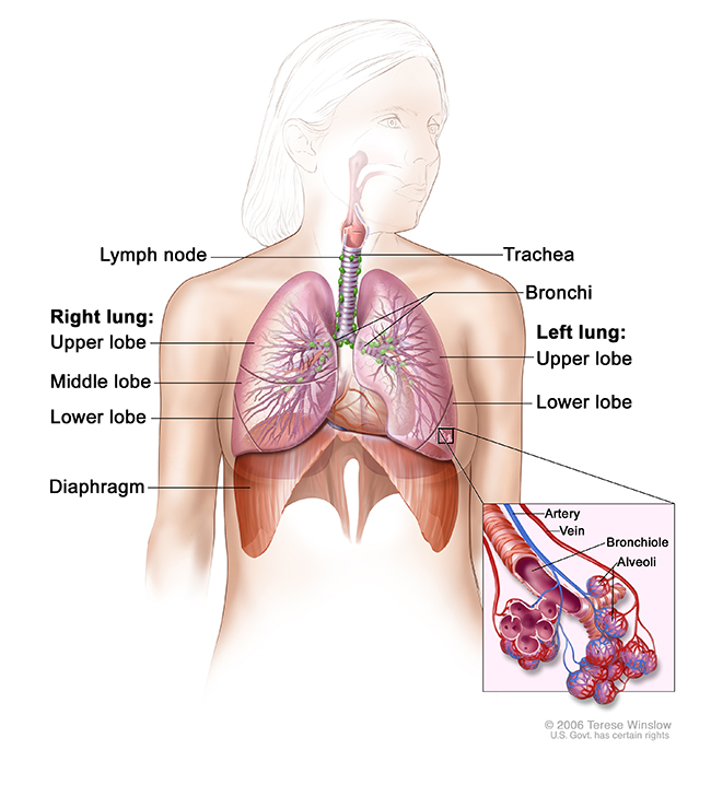 A drawing shows the lungs and the nearby diaphragm and trachea. A detail drawing shows the blood vessels and air sacs of the lungs.