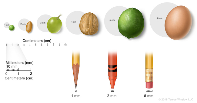 A drawing uses a pencil tip, crayon tip, pencil eraser, pea, peanut, grape, walnut, lime and egg to represent measurements in centimeters and millimeters.