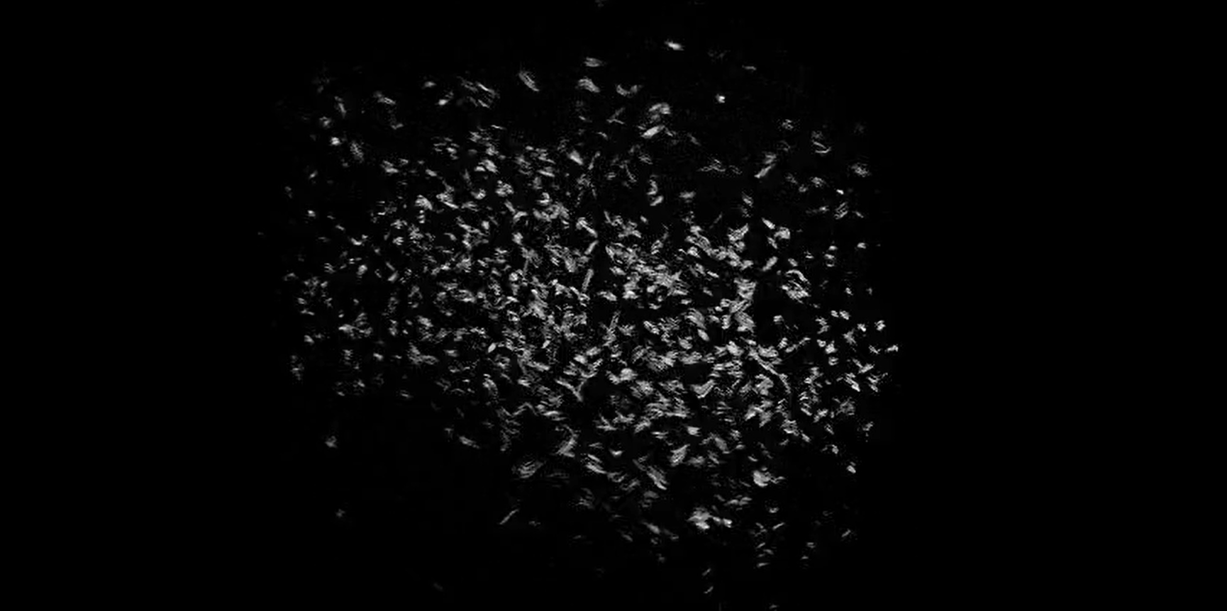 A group of white microscopic dots sit in the middle of a black background.