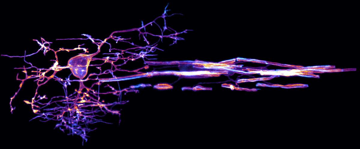 Zebra fish image