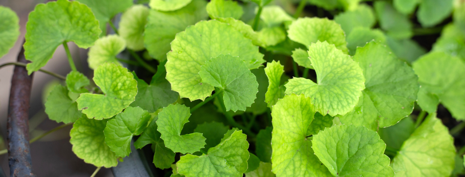 Green leaves of the plant centella asiatica (L) urban (gotu kola).
