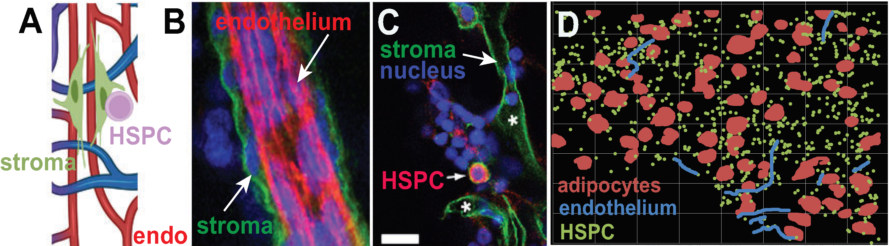 Parts A and D are illustrations while parts B and C are microscopic images colored to highlight cells and other elements.