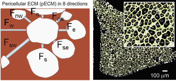 On the left is a simple illustration of a white cell and its surrounding coat on a brown background. The label says Pericellular ECM (pECM) in 8 directions. On the right is white adipose tissue with hundreds of cells labeled with measurements, and a close-up of a representative section of the main image.